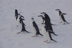 Frei penguinos