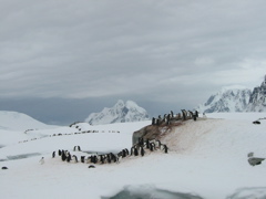 Penguins at Petermann